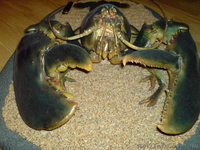 ГИГАНТСКИЙ ОМАР!!! - <ro>Изображение</ro><ru>Изображение</ru> #2, <ru>Объявление</ru> #172223