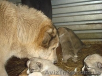 Щенки кавказской овчарки окрасы разные - <ro>Изображение</ro><ru>Изображение</ru> #2, <ru>Объявление</ru> #169439