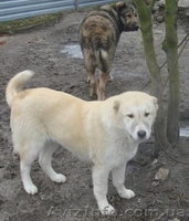 Продаются щенки-подростки кавказской овчарки  - <ro>Изображение</ro><ru>Изображение</ru> #4, <ru>Объявление</ru> #169434