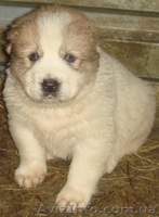 Продаются щенки среднеазиатской овчарки(алабай, азиат). - <ro>Изображение</ro><ru>Изображение</ru> #1, <ru>Объявление</ru> #169426