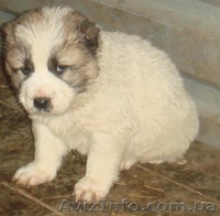 Щенки среднеазиатской овчарки пестрых окрасов - <ro>Изображение</ro><ru>Изображение</ru> #2, <ru>Объявление</ru> #30798