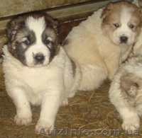 Продаются щенки среднеазиатской овчарки(алабай, азиат). - <ro>Изображение</ro><ru>Изображение</ru> #3, <ru>Объявление</ru> #169426