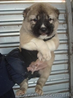 Щенки кавказской овчарки окрасы разные - <ro>Изображение</ro><ru>Изображение</ru> #1, <ru>Объявление</ru> #169439