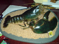 ГИГАНТСКИЙ ОМАР!!! - <ro>Изображение</ro><ru>Изображение</ru> #3, <ru>Объявление</ru> #172223