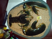 ГИГАНТСКИЙ ОМАР!!! - <ro>Изображение</ro><ru>Изображение</ru> #4, <ru>Объявление</ru> #172223