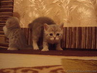 Продам котёнка шотландский веслоухий - <ro>Изображение</ro><ru>Изображение</ru> #1, <ru>Объявление</ru> #177313