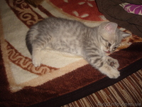 Продам котёнка шотландский веслоухий - <ro>Изображение</ro><ru>Изображение</ru> #3, <ru>Объявление</ru> #177313