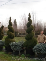 Тис,  тис ягодный,  купить тис Киев - <ro>Изображение</ro><ru>Изображение</ru> #1, <ru>Объявление</ru> #174133