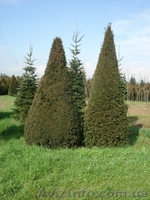 Тис,  тис ягодный,  купить тис Киев - <ro>Изображение</ro><ru>Изображение</ru> #2, <ru>Объявление</ru> #174133