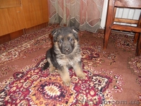  щенки немецкой овчарки. - <ro>Изображение</ro><ru>Изображение</ru> #1, <ru>Объявление</ru> #181691