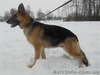  щенки немецкой овчарки. - <ro>Изображение</ro><ru>Изображение</ru> #2, <ru>Объявление</ru> #181691