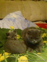 продается котенок (девочка) британская голубая - <ro>Изображение</ro><ru>Изображение</ru> #2, <ru>Объявление</ru> #158557