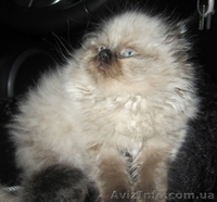 Гималайские котята окраса колор-пойнт - <ro>Изображение</ro><ru>Изображение</ru> #2, <ru>Объявление</ru> #178469