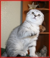 Шикарные мальчишки вислоушки и прямоушки - <ro>Изображение</ro><ru>Изображение</ru> #2, <ru>Объявление</ru> #173773