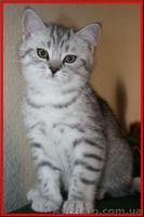 Шикарные мальчишки вислоушки и прямоушки - <ro>Изображение</ro><ru>Изображение</ru> #3, <ru>Объявление</ru> #173773