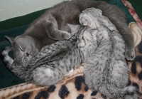 Шикарные мальчишки вислоушки и прямоушки - <ro>Изображение</ro><ru>Изображение</ru> #4, <ru>Объявление</ru> #173773