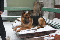 Анатолий Иванович  - <ro>Изображение</ro><ru>Изображение</ru> #1, <ru>Объявление</ru> #168436