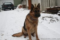 Анатолий Иванович  - <ro>Изображение</ro><ru>Изображение</ru> #2, <ru>Объявление</ru> #168436