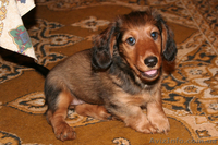 Продам щенка длинношерстной таксы,2 мес. - <ro>Изображение</ro><ru>Изображение</ru> #2, <ru>Объявление</ru> #163486