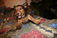 Продам щенка длинношерстной таксы,2 мес. - <ro>Изображение</ro><ru>Изображение</ru> #5, <ru>Объявление</ru> #163486