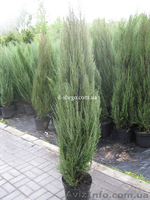 Можжевельник, можжевельник купить Киев - <ro>Изображение</ro><ru>Изображение</ru> #2, <ru>Объявление</ru> #174107