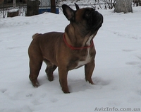 Предлагается для вязки рыжий французский бульдог - <ro>Изображение</ro><ru>Изображение</ru> #2, <ru>Объявление</ru> #168635