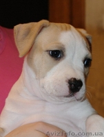 Щенки Американский Стаффордширский Терьер Продам (стафф,амстафф) - <ro>Изображение</ro><ru>Изображение</ru> #3, <ru>Объявление</ru> #159645