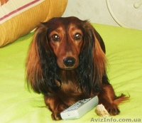 Очарователые щенки породы такса стандартная длинношерстная - <ro>Изображение</ro><ru>Изображение</ru> #6, <ru>Объявление</ru> #182391