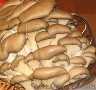 Продажа грибов вешенка  - <ro>Изображение</ro><ru>Изображение</ru> #1, <ru>Объявление</ru> #159877