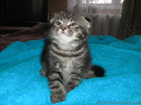 шотландцы редких окрасов - <ro>Изображение</ro><ru>Изображение</ru> #1, <ru>Объявление</ru> #168722