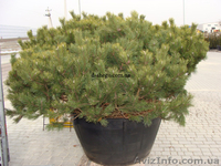Сосна купить Киев, сосна горная  - <ro>Изображение</ro><ru>Изображение</ru> #4, <ru>Объявление</ru> #174130