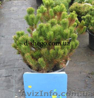Сосна купить Киев, сосна горная  - <ro>Изображение</ro><ru>Изображение</ru> #3, <ru>Объявление</ru> #174130
