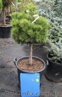 Сосна купить Киев, сосна горная  - <ro>Изображение</ro><ru>Изображение</ru> #6, <ru>Объявление</ru> #174130