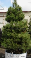 Сосна купить Киев, сосна горная  - <ro>Изображение</ro><ru>Изображение</ru> #7, <ru>Объявление</ru> #174130