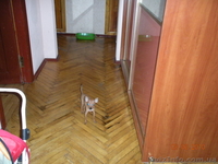 щенок русский той терьер мини - <ro>Изображение</ro><ru>Изображение</ru> #3, <ru>Объявление</ru> #129834