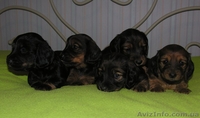 Очарователые щенки породы такса стандартная длинношерстная - <ro>Изображение</ro><ru>Изображение</ru> #1, <ru>Объявление</ru> #182391