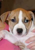 Щенки Американский Стаффордширский Терьер Продам (стафф,амстафф) - <ro>Изображение</ro><ru>Изображение</ru> #4, <ru>Объявление</ru> #159645