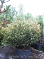 Тис,  тис ягодный,  купить тис Киев - <ro>Изображение</ro><ru>Изображение</ru> #5, <ru>Объявление</ru> #174133