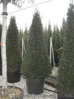 Тис,  тис ягодный,  купить тис Киев - <ro>Изображение</ro><ru>Изображение</ru> #3, <ru>Объявление</ru> #174133