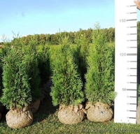 Туя, туя западная - <ro>Изображение</ro><ru>Изображение</ru> #1, <ru>Объявление</ru> #174103