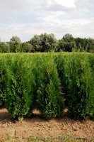 Туя, туя западная - <ro>Изображение</ro><ru>Изображение</ru> #3, <ru>Объявление</ru> #174103