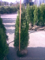 Туя, туя западная - <ro>Изображение</ro><ru>Изображение</ru> #2, <ru>Объявление</ru> #174103