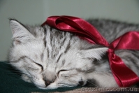 Шикарные мальчишки вислоушки и прямоушки - <ro>Изображение</ro><ru>Изображение</ru> #5, <ru>Объявление</ru> #173773