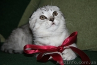 Шикарные мальчишки вислоушки и прямоушки - <ro>Изображение</ro><ru>Изображение</ru> #1, <ru>Объявление</ru> #173773