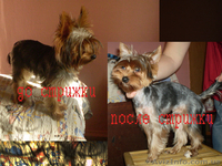 качественная стрижка собак и кошек - <ro>Изображение</ro><ru>Изображение</ru> #2, <ru>Объявление</ru> #163661