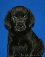 Щенки лабрадора ретривера питомник - <ro>Изображение</ro><ru>Изображение</ru> #2, <ru>Объявление</ru> #203243