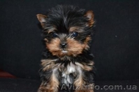 Щенки йоркширского терьера... - <ro>Изображение</ro><ru>Изображение</ru> #2, <ru>Объявление</ru> #192620