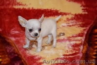 Щенки Чихуахуа мини и стандарт - <ro>Изображение</ro><ru>Изображение</ru> #1, <ru>Объявление</ru> #216453