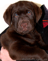 лабрадор щенки от чемпионов - <ro>Изображение</ro><ru>Изображение</ru> #1, <ru>Объявление</ru> #189595