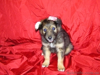 Милые щенки ищут своих хозяев - <ro>Изображение</ro><ru>Изображение</ru> #2, <ru>Объявление</ru> #196615